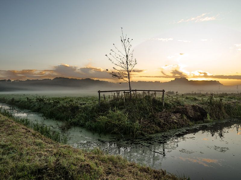 Weiland in de morgen von Dirk van der Plas