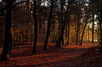 Mastbos in herfstkleuren