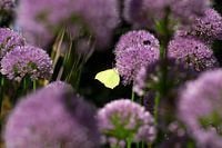 Butterfly in purple (lemon butterfly)