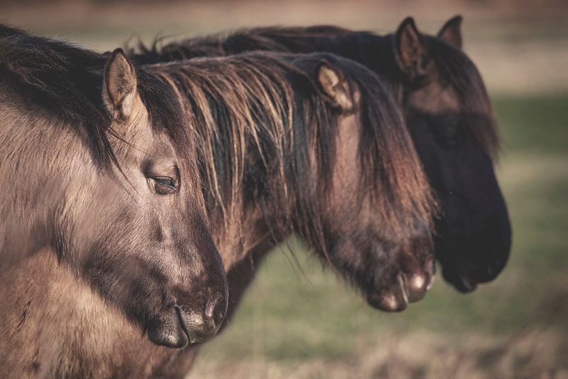 Three horses in a row by Sander van Driel