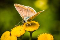 butterfly on yellow flower