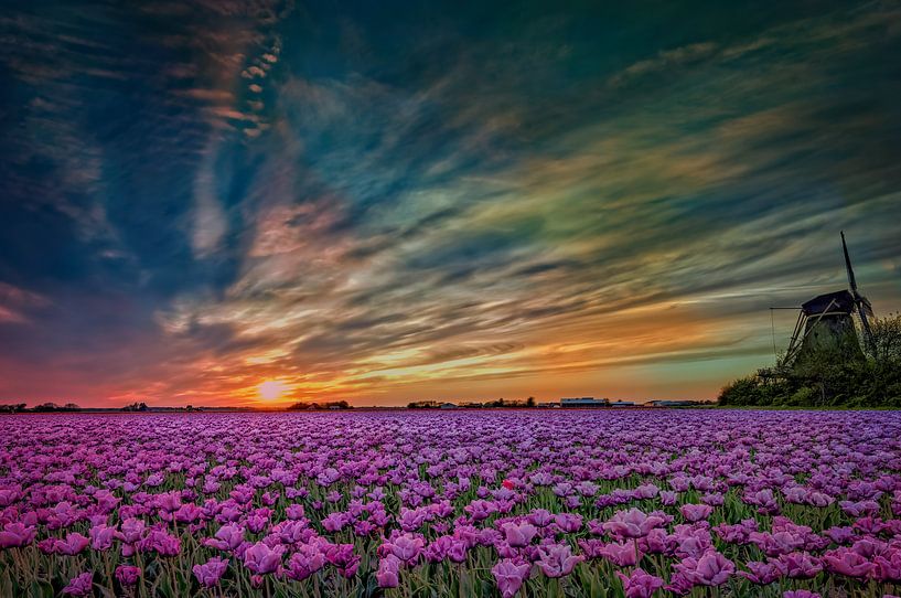 Hollands tulpen landschap  van eric van der eijk