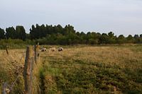 Entlang der Grenze - weidende Schafe in der Ferne