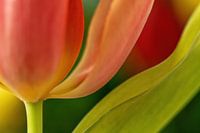 Tulpe in Großaufnahme