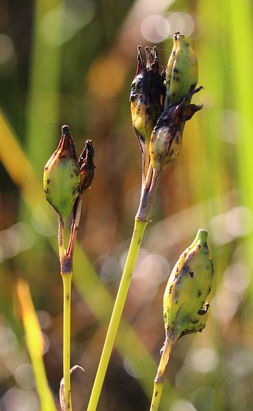 Pflanzung in der Morgensonne von Eline Lohman