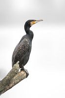 Une splendeur colorée