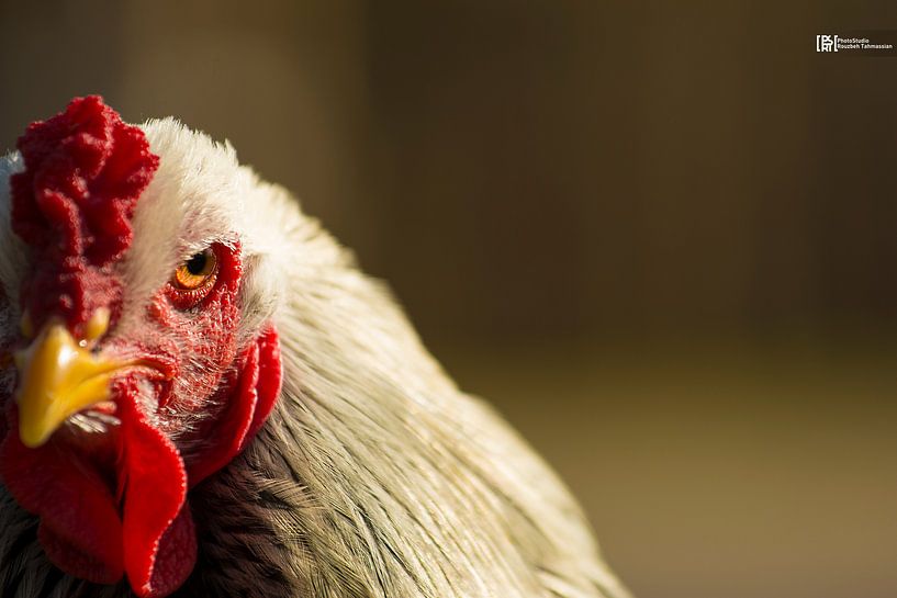 Boze kip von Rouzbeh Tahmassian