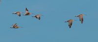 curlews in flight