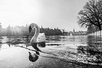 stattlicher Schwan in Schwarz und Weiß