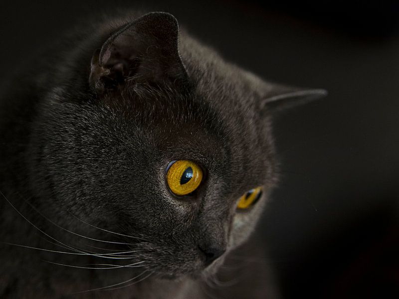 Katzenaugen von Danny van de Graaf