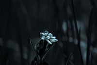 Day cuckoo flower in the field