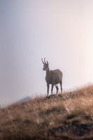 Verträumte Edelsteine