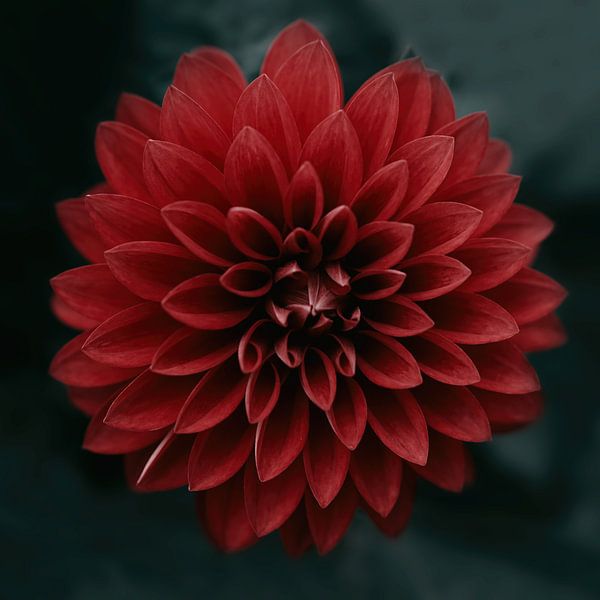 Rouge dahlia par Saskia Schotanus