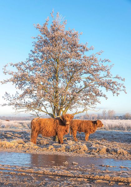 Scottish Highlander with calf in winter landscape by Ans Bastiaanssen