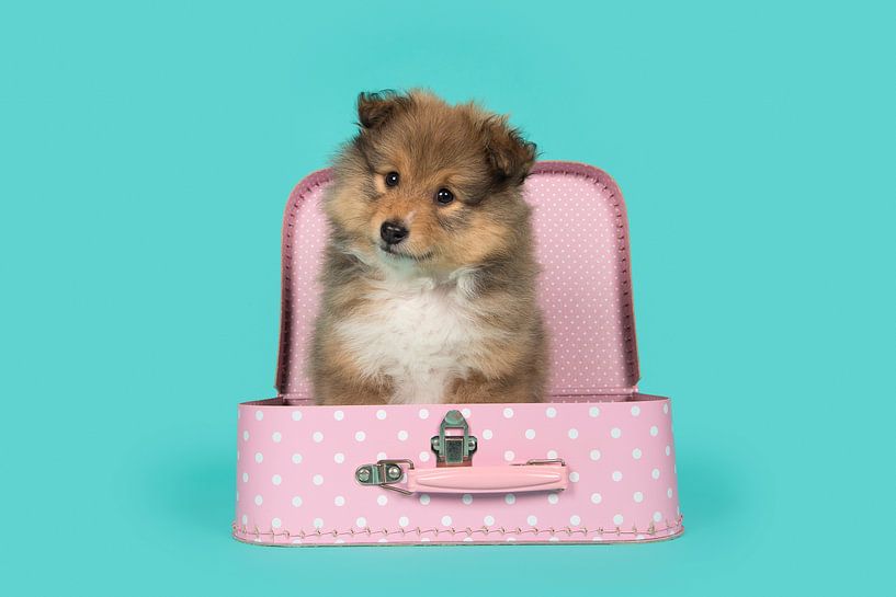 Inpakken en meenemen by Elles Rijsdijk