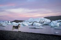 IJsland, hond bij zonsondergang