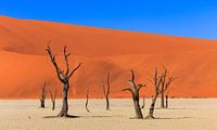 La belle Sossusvlei en Namibie (Afrique).