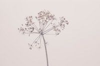 Schoonheid van de natuur 5