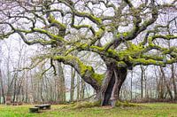 Mousse brillante sur le vieux chêne