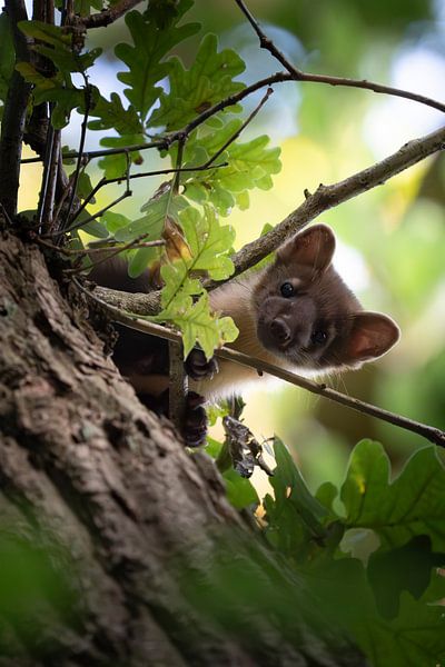 Tree marten by Pics by TL