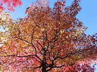 Verkleurende esdoorn