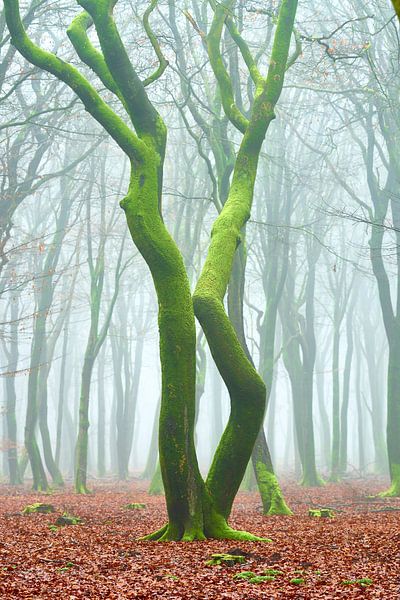 Dancing trees in the Elspeetse Bos by Jenco van Zalk