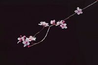 Minimalist Close-Up of Blossoms against Dark Background - Elegant Wall Decoration