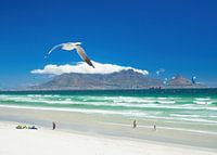 Mouette et cerfs-volants au-dessus de la plage de Blouberg avec le Cap et la Montagne de la Table en