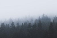 Mysteriöser Wald im Nebel