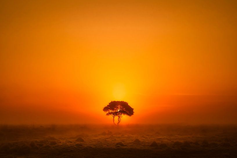 Arbre solitaire par Niels Barto