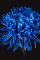 Beaux-arts Chrysanthème