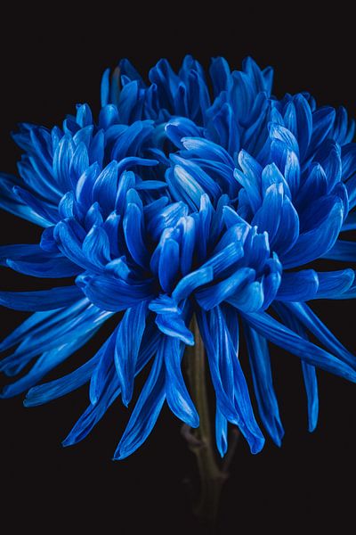 Kunst Chrysantheme von Sandra Hazes