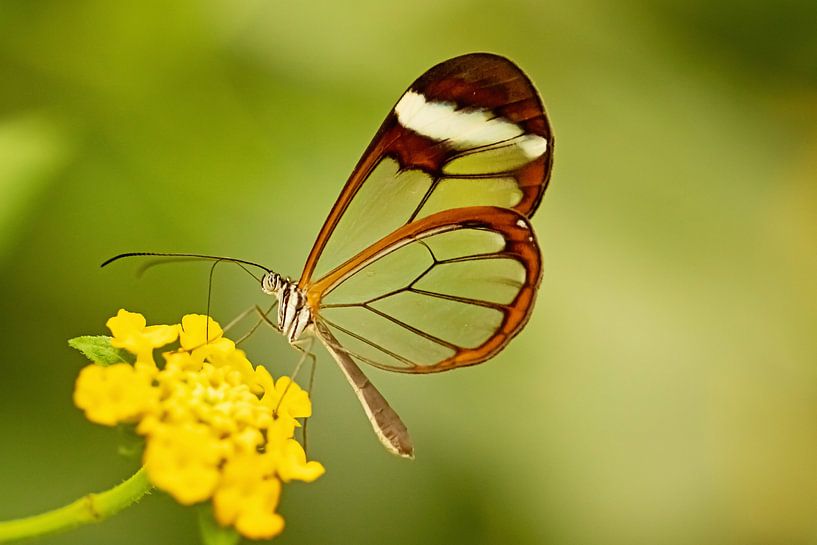 Schmetterling aus Glas von Roosmarijn Bruijns