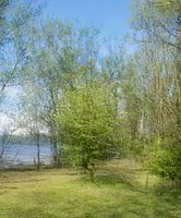 Arbre vert frais au printemps