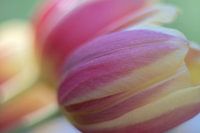 Tulip Art by Deez - Tulpen in Nederland