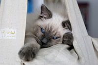 Blue colourpoint Ragdoll kitten met blauwe ogen