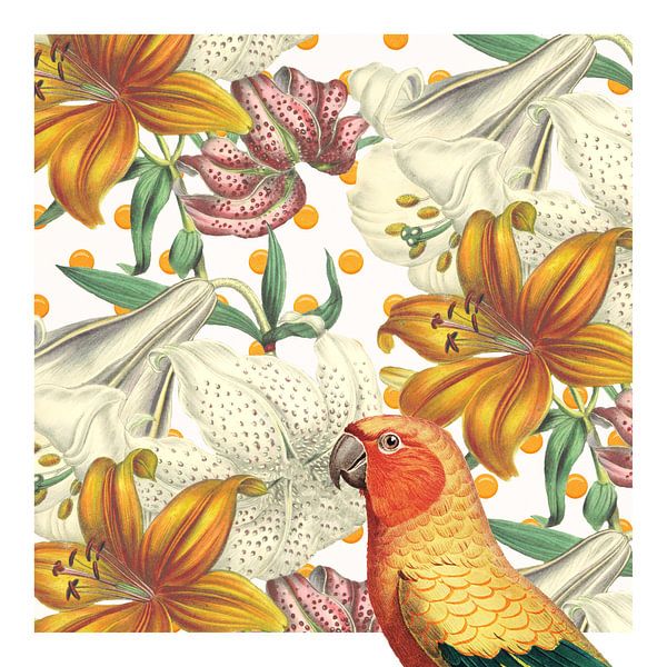 Never Mind the Parrot von Marja van den Hurk