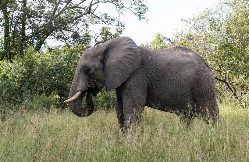 big elephant in kruger park von ChrisWillemsen