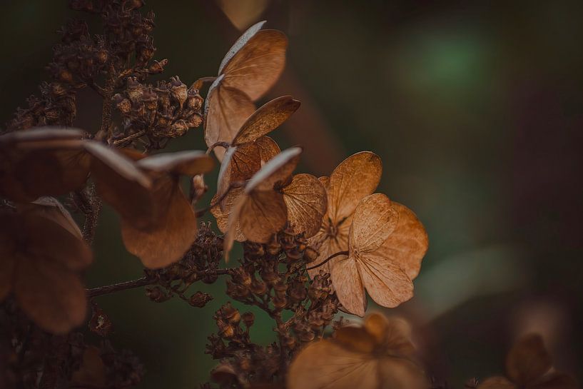 The beauty of dried flowers. by Robby's fotografie