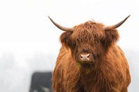 Les Highlanders écossais