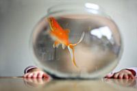 nouvel animal de compagnie