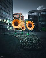 Des tournesols lumineux se trouvent au milieu de la ville.