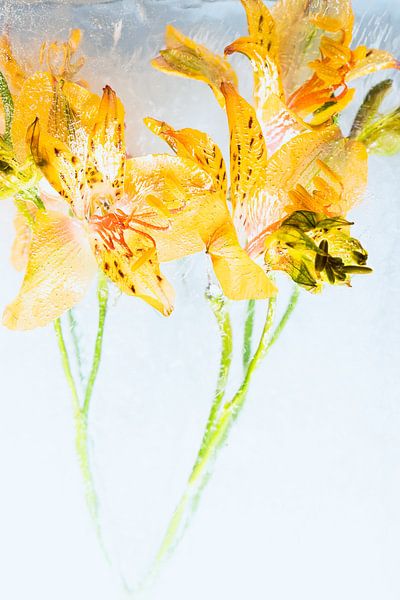 Alstroemeria jaune dans la glace 2 par Marc Heiligenstein