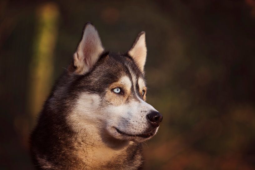 Sibirischer Husky von Petra Lakerveld