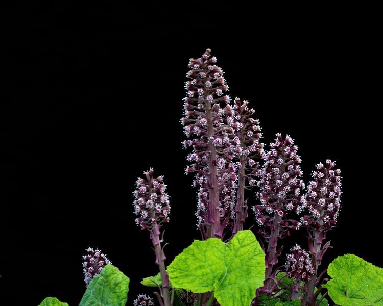 Groot Hoefblad von Dick Vermeij