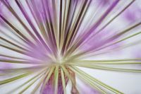 Strukturen einer Alliumblüte