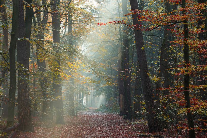 Foggy autumn morning Zeisterbos Zeist by Peter Haastrecht, van