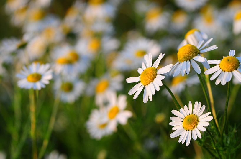 Blumen von Jan Roelof Brinksma