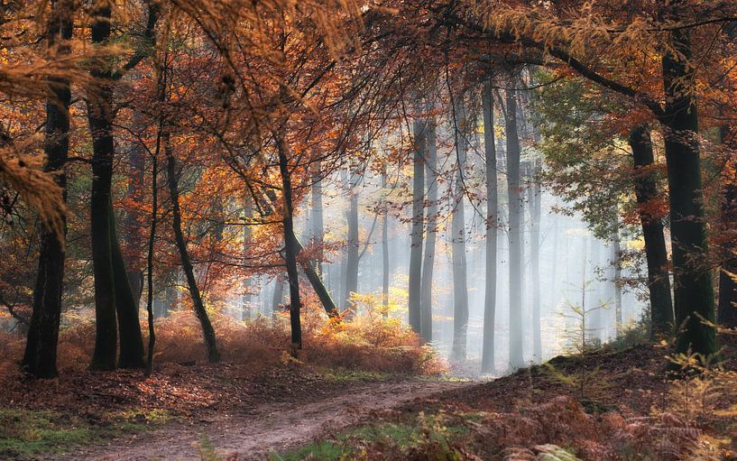 Sentier forestier par Jeroen Linnenkamp