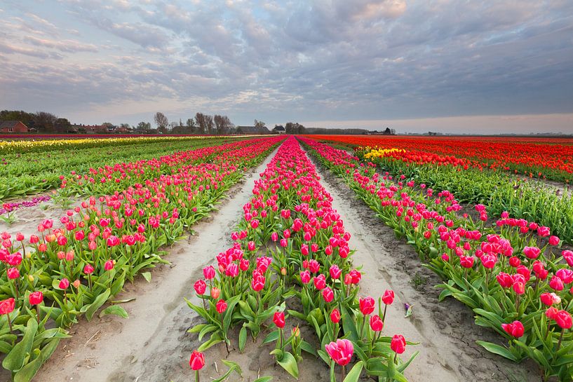 Champ de bulbes à Groningue par Ron Buist
